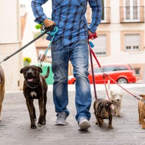 pet-care